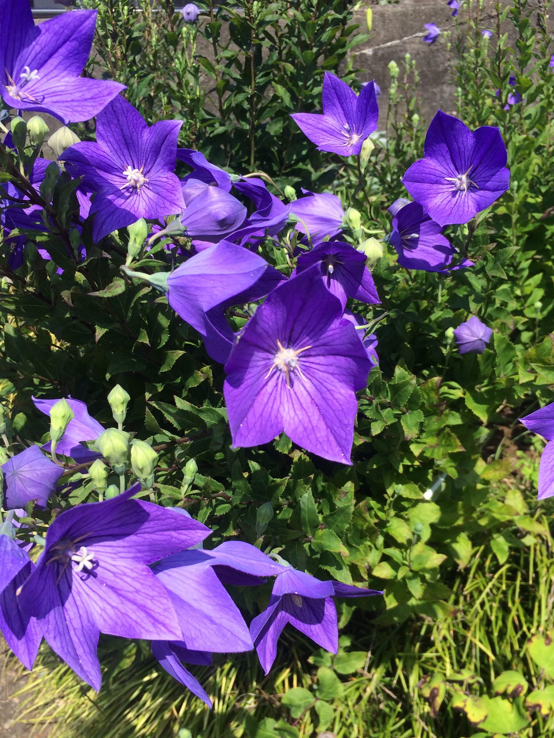 桔梗様*.+゜ 阴阳师》手游式神录_式神桔梗_桔梗攻略_桔梗御魂搭配攻略_觉醒材料_在